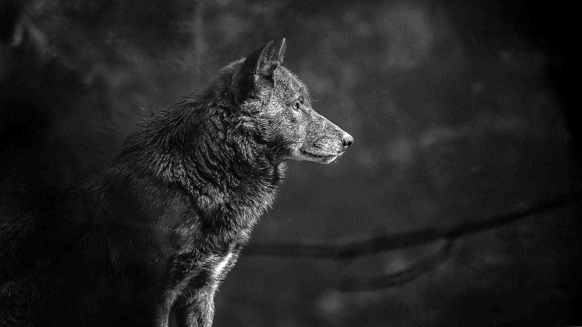 The meme is an image of a wolf with a caption "I can smell the desperation in your profile picture". The image is likely a humorous take on the common internet trend of people sharing their profile pictures on social media, with the wolf's caption implying that it can sense the emotional state of the person behind the picture.